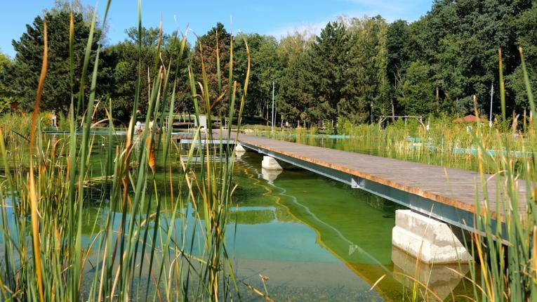 Přírodní koupací ve koupání Středočeském kraji nabízí biotop Kosmonosy: Zelená oáza pro všechny generace. Zdroj: www.kosmonosy.cz