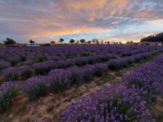 Levandulový statek Bezděkov