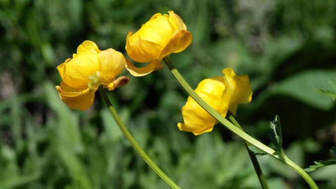 Upolín rozkvétá na přelomu května a června. Zdroj foto: Pixabay.com 