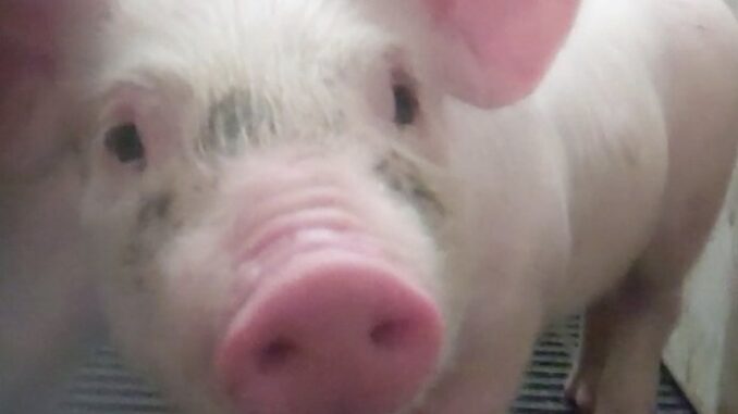 Ilustrační foto: commons.wikimedia.org