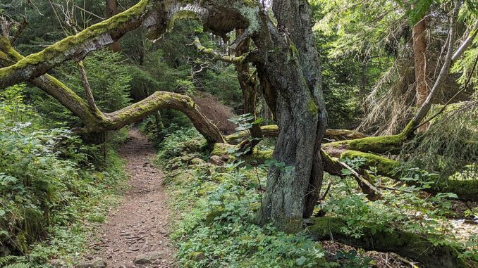 Přírodní rezervace Hornovltavické pastviny.
