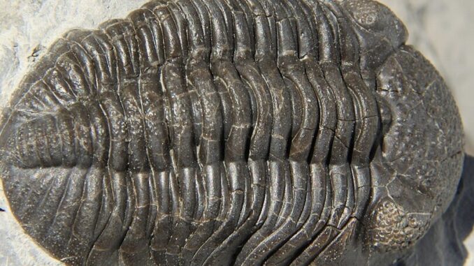 Ilustrační foto: commons.wikimedia.org