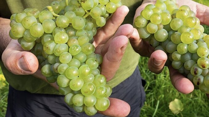 Ilustrační foto: commons.wikimedia.org