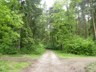 Přírodní rezervace Jelení žlíbek.