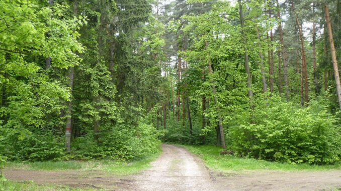 Přírodní rezervace Jelení žlíbek.