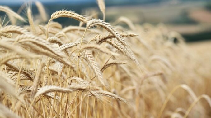 Zdroj foto: Pixabay.com