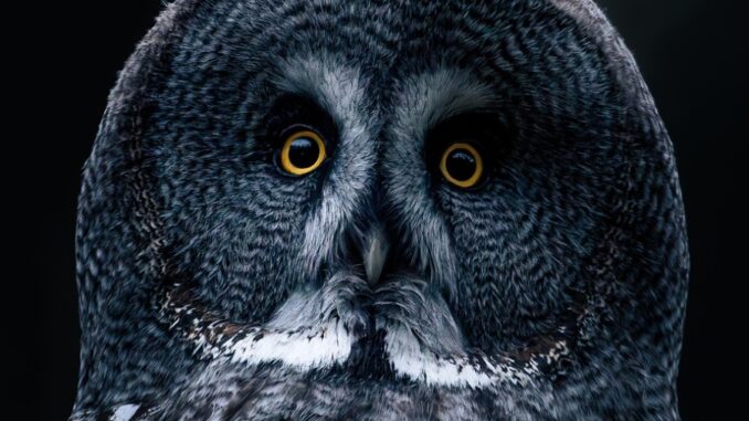 Zdroj foto: Pixabay.com