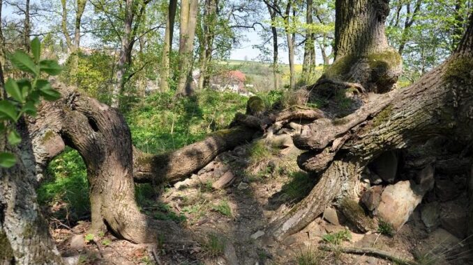 Pozůstatky hradu Vrtba. Foto: Petr Fabian. Zdroj: Hrady-zříceniny.cz