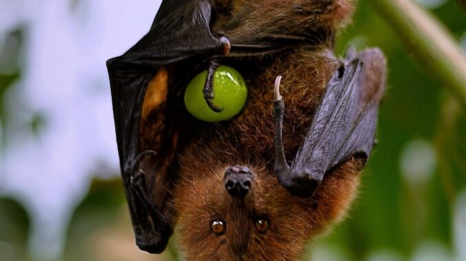 Zdroj foto: Pixabay.com