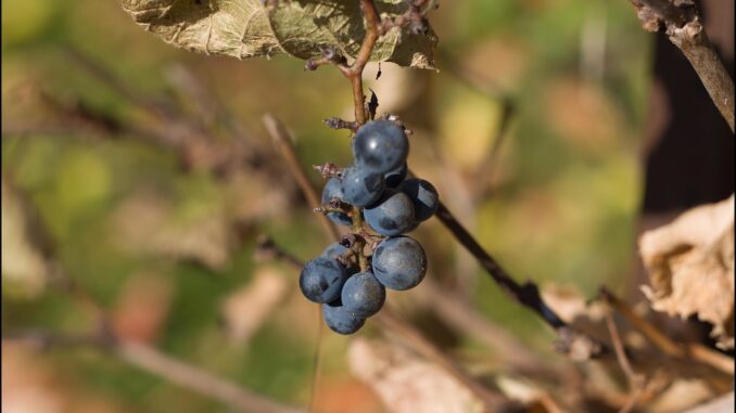 Ilustrační foto. Zdroj: Pixabay.com