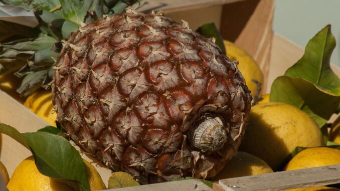 Ilustrační foto. Zdroj: Pixabay.com