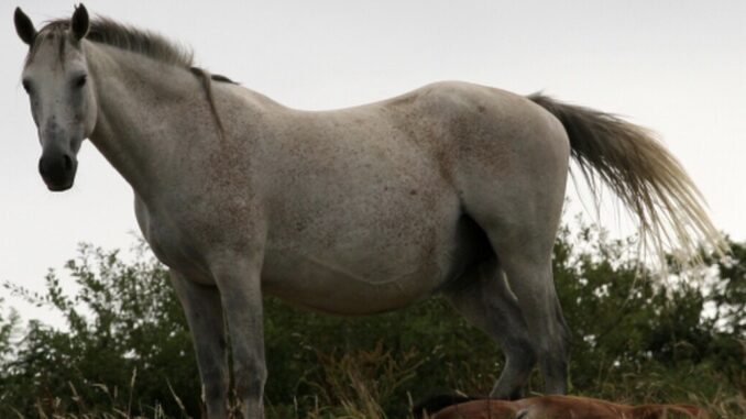 Ilustrační foto: commons.wikimedia.org