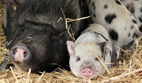 Zdroj foto: zooparkzelcin.cz