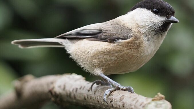 Ilustrační foto: commons.wikimedia.org