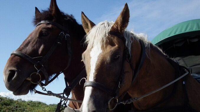 Ilustrační foto: commons.wikimedia.org