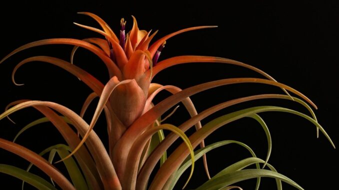 Zdroj foto: Pixabay.com