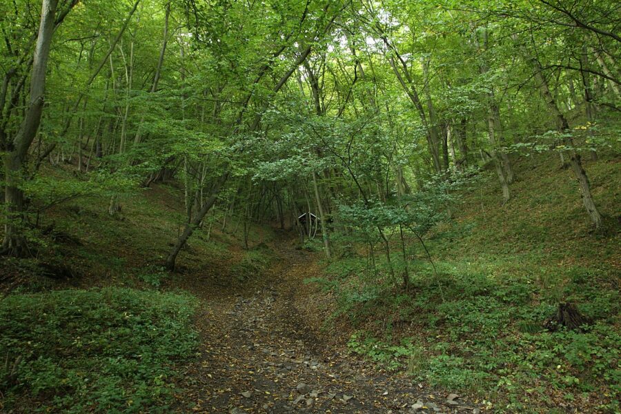 Přírodní rezervace Karlické údolí.