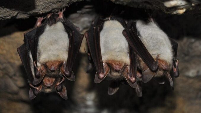 Ilustrační foto. Zdroj: Pixabay.com