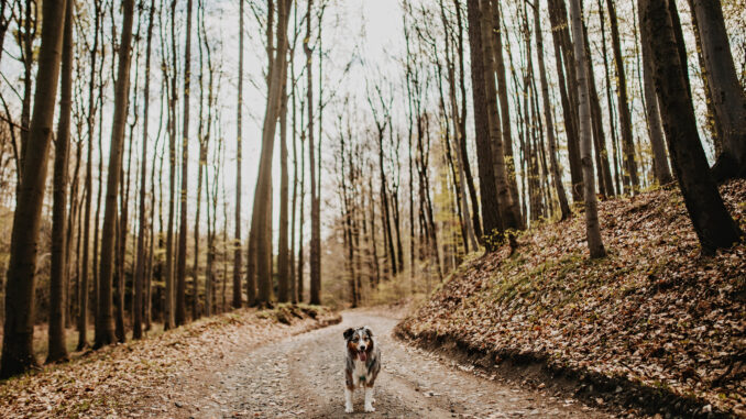 Přírodní památka Komínky