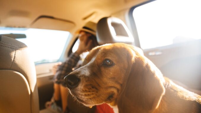 Zdroj obrázku: Drobot Dean / stock.adobe.com