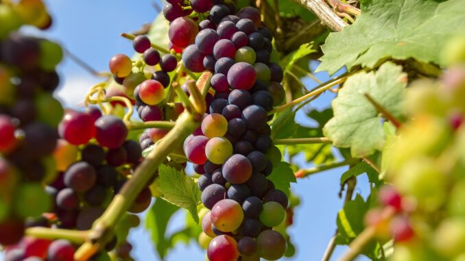 Ilustrační foto. Zdroj: Pixabay.com