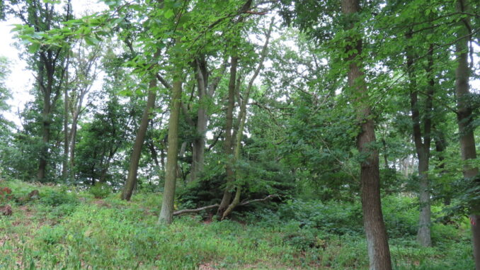 NS Josefa Leopolda Zvonaře. Příroda na Velízu