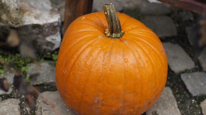 Ilustrační foto. Zdroj: Pixabay.com