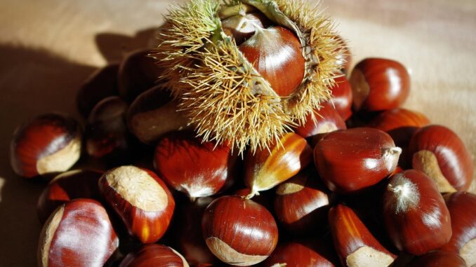 Ilustrační foto. Zdroj: Pixabay.com