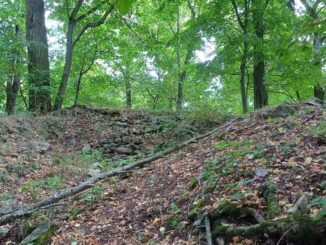 Pozůstatky hradu Bukovina. Foto: Anna Petruželková