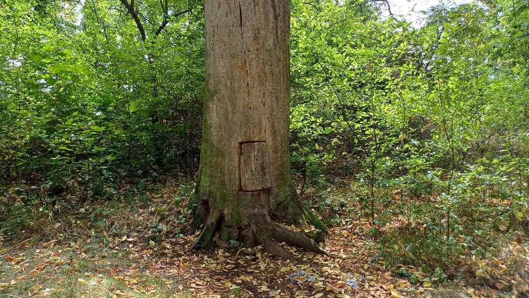 Strom u zříceniny hradu Bukovina s ukrytou kronikou. Foto: Anna Petruželková