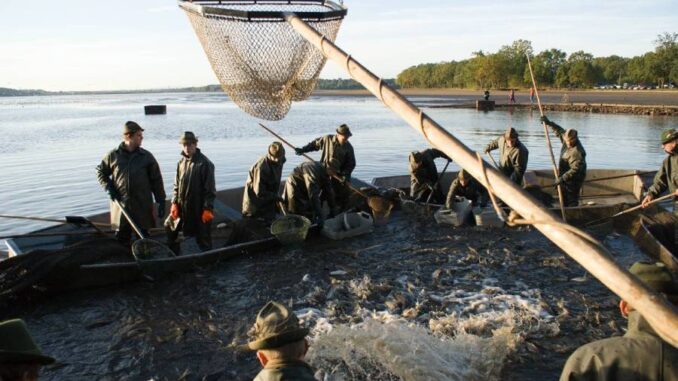 Výlov rybníka Rožmberk. Zdroj: Rybářství Třeboň