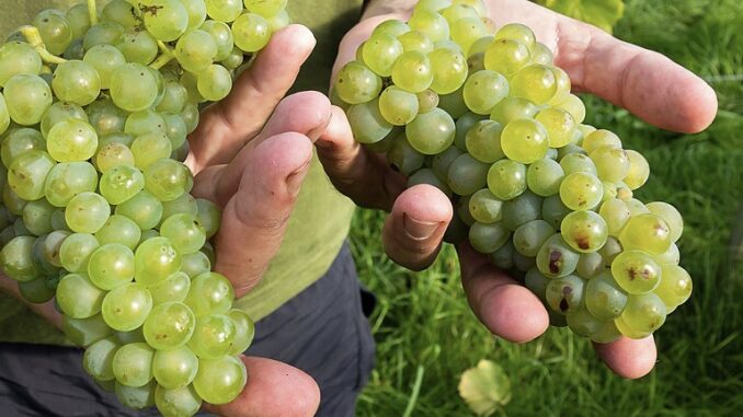 Ilustrační foto: commons.wikimedia.org