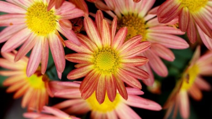 Zdroj foto: Pixabay.com