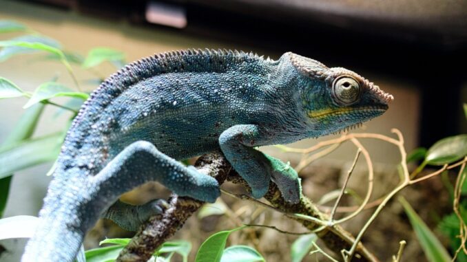 Zdroj foto: Pixabay.com