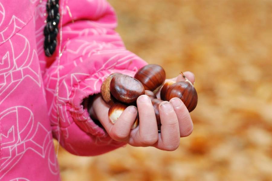 Kaštanobraní v nasavrcké Kaštance. Zdroj: Město Nasavrky
