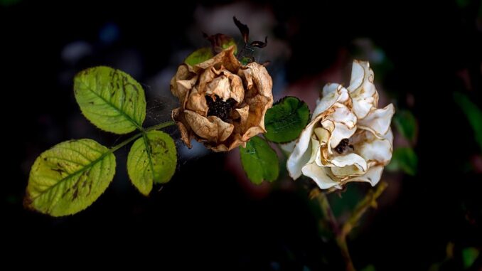 Zdroj foto: Pixabay.com