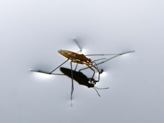 Zdroj foto: Pixabay.com