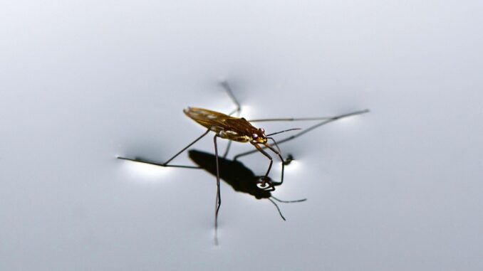 Zdroj foto: Pixabay.com