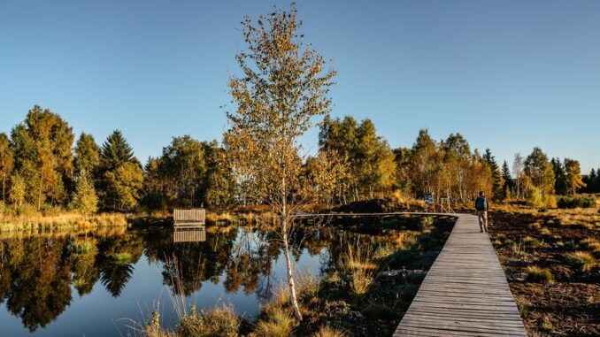 Rašeliniště u obce Pernink v Krušných horách. Zdroj: Shutterstock.com/2063472872/Eva Pruchova