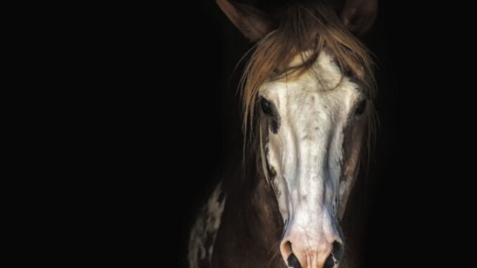 Zdroj foto: Pixabay.com