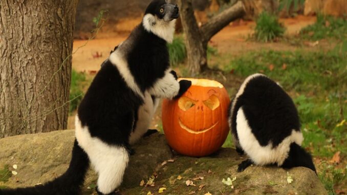 Zdroj foto: Zoo Plzeň