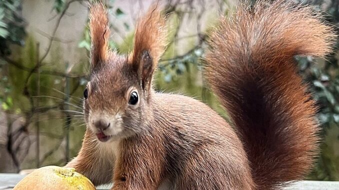 Zdroj foto: commons.wikimedia.org