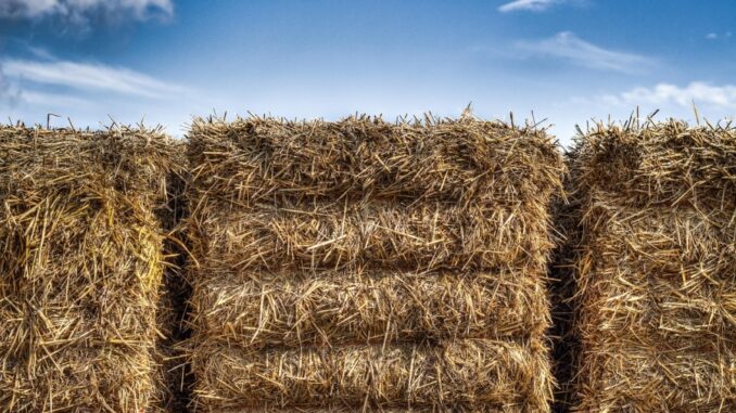 Zdroj foto: Pixabay.com