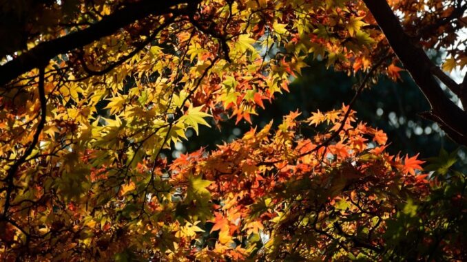 Zdroj foto: Pixabay.com