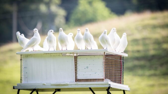 Zdroj foto: Pixabay.com