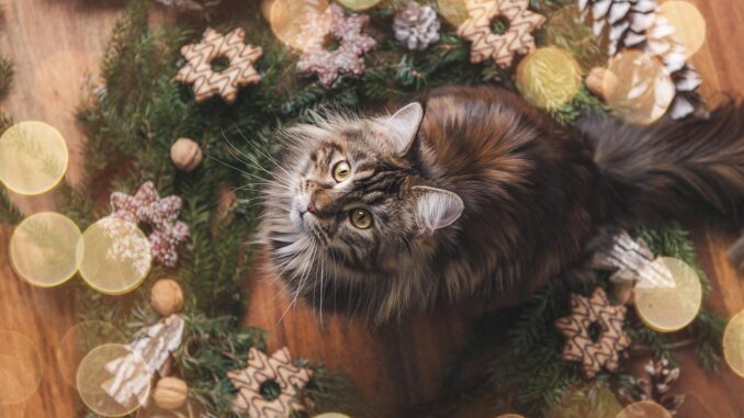 Ilustrační foto. Zdroj: Pixabay.com