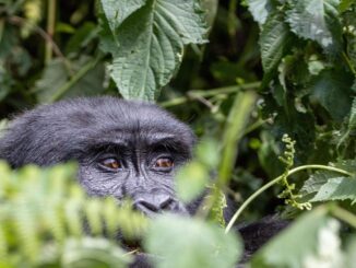 Zdroj foto: Pixabay.com