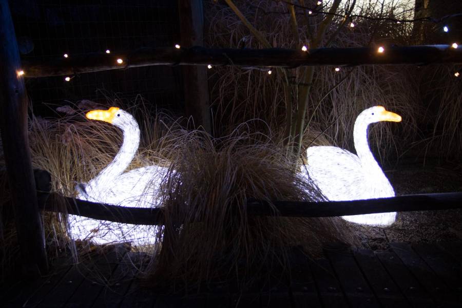 Vánočně nasvícená zoo. Zdroj: Zoo Hluboká