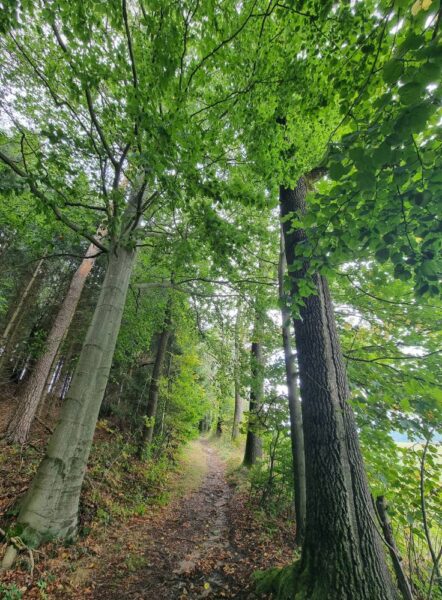 Cesta k Ticháčkově kapli. Foto: Eva Audiová 