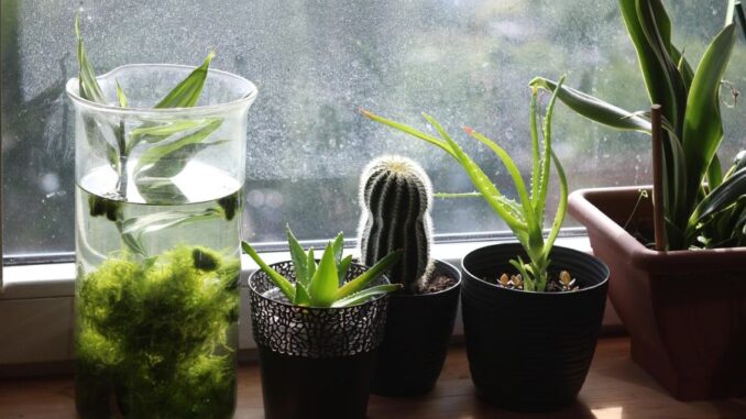 Zdroj foto: Pixabay.com